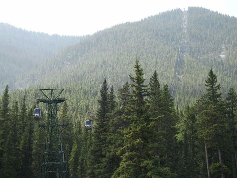Jasper Alberta trees galore.