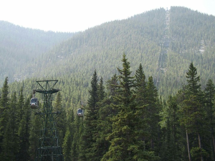 Jasper Alberta trees galore.