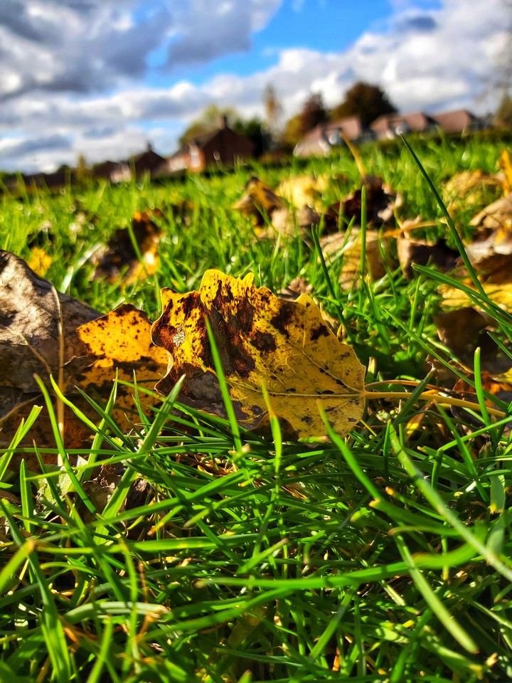 Autumn