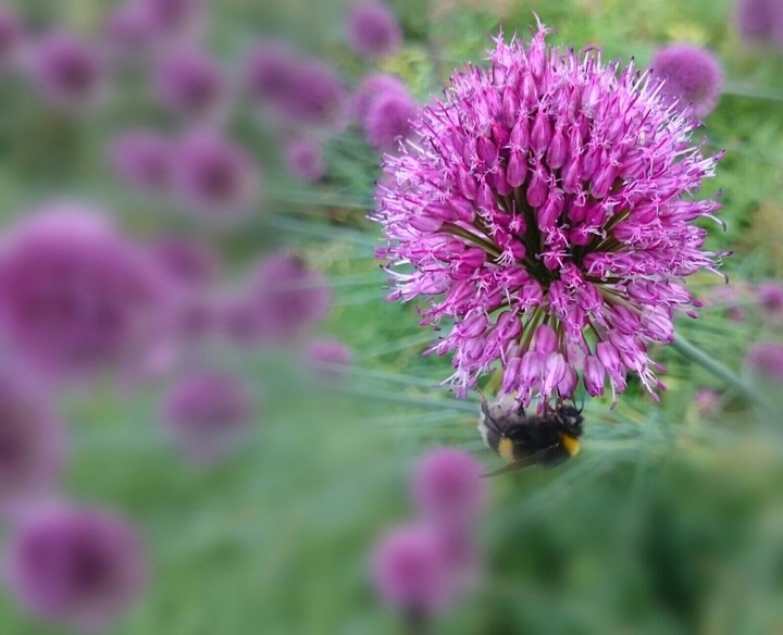 busy bee
