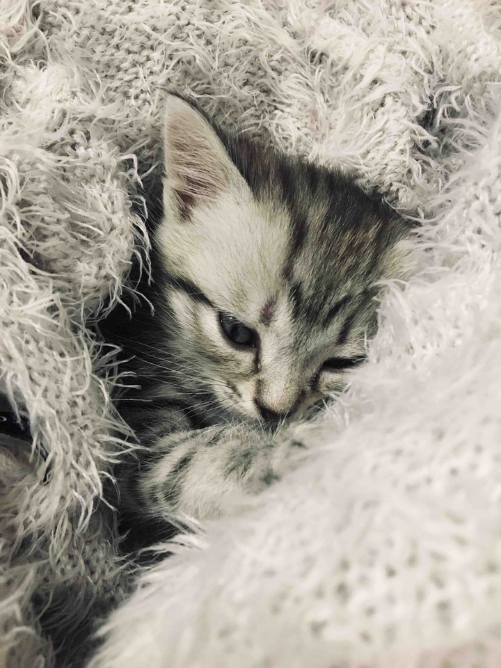 little kitten