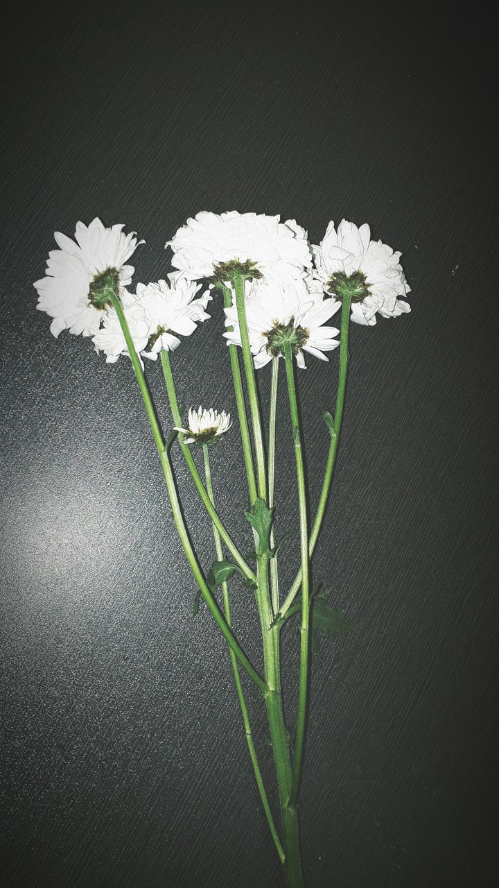 White Delight
