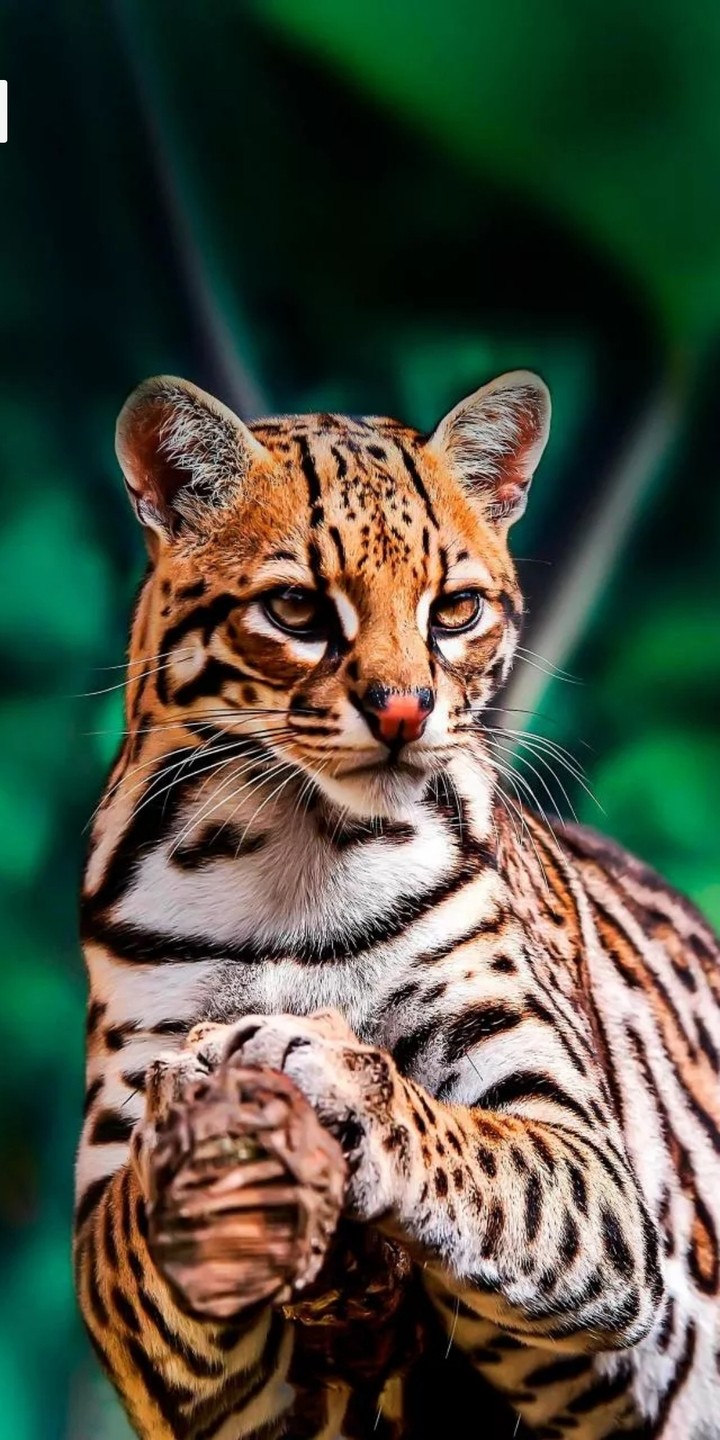 TigerCat