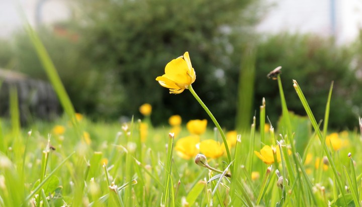 yellow flower