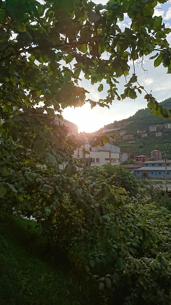 Sun