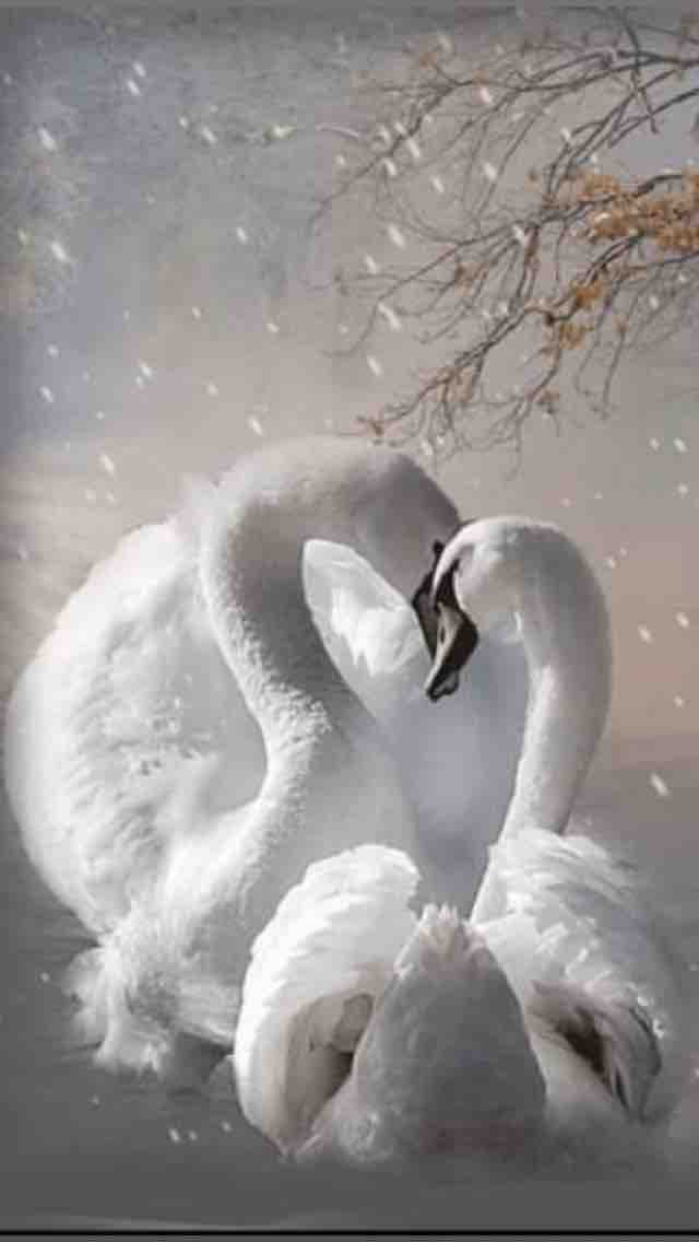 true love