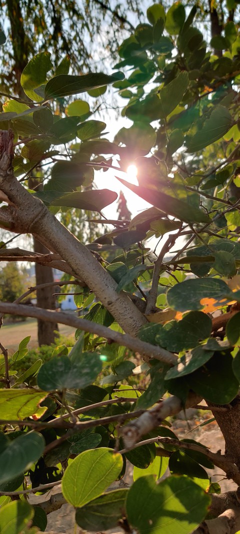 tree