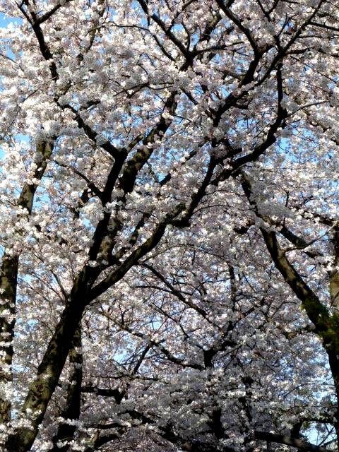 japan sakura
