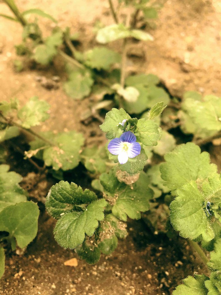 little flower
