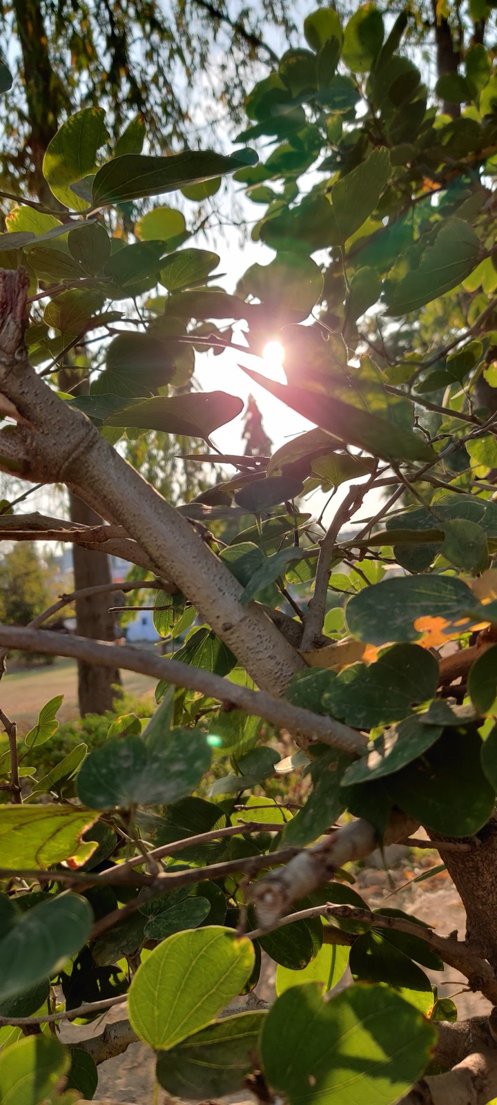 tree