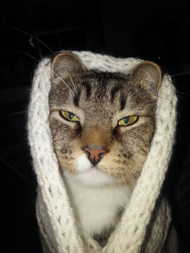 Winter cat
