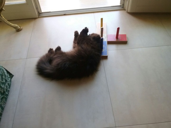 cat