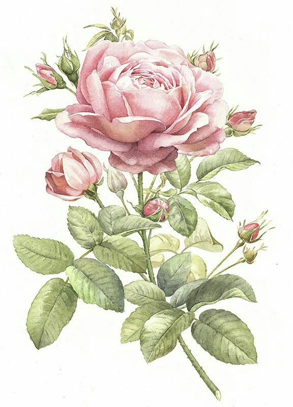 ROSE...