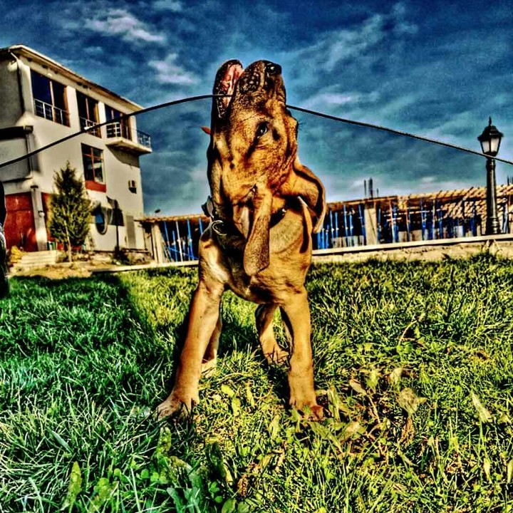 dog