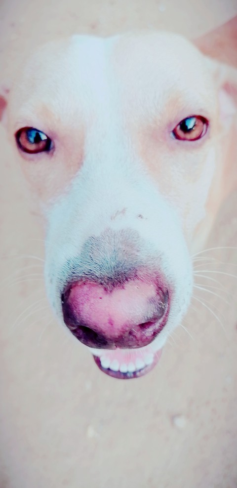tapety skin, snout