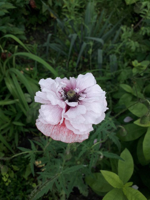 decorative pink poppy