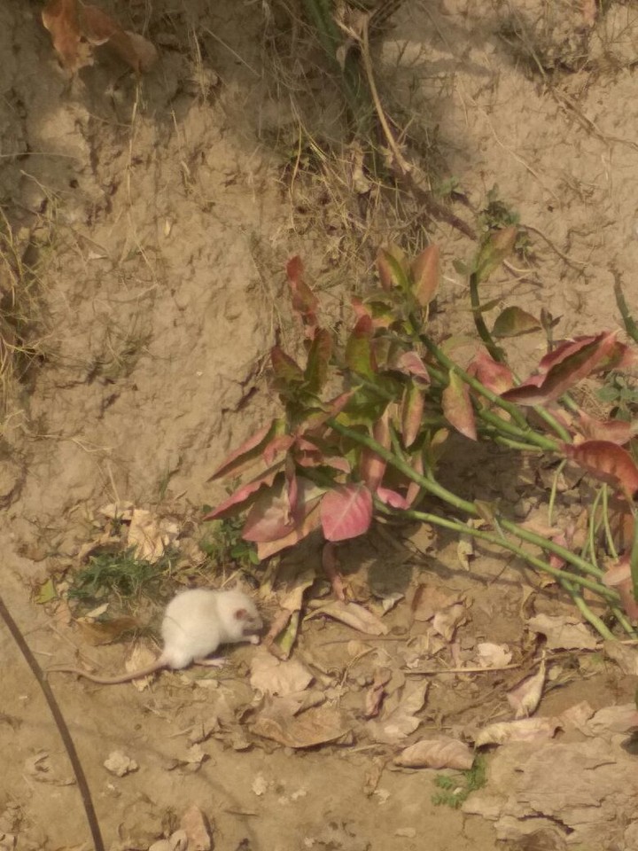 white rat