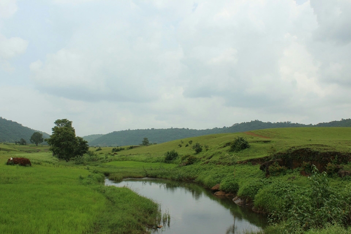 lush green fields