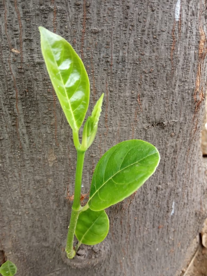 Jackfruit tree