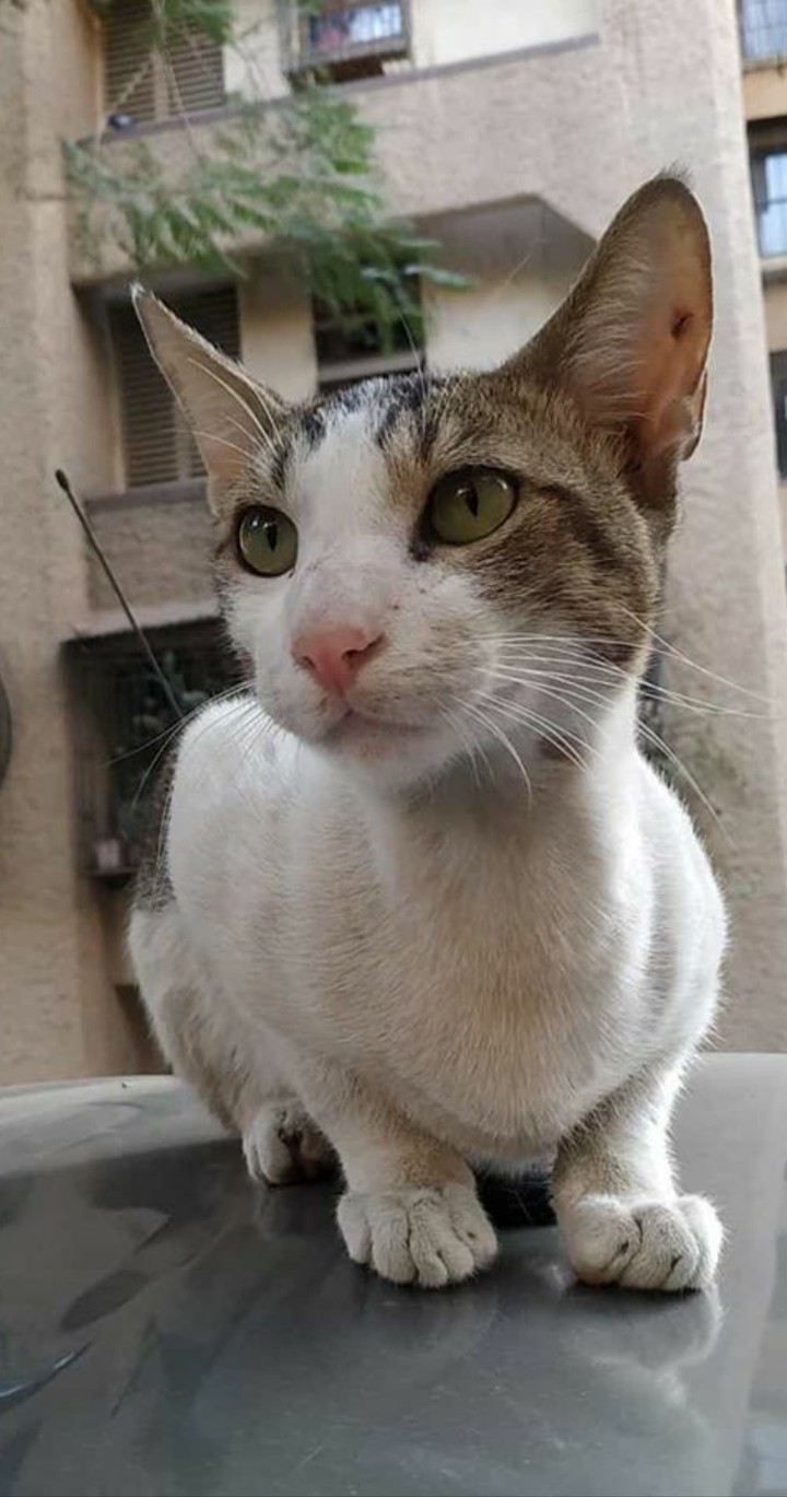 photogenic cat