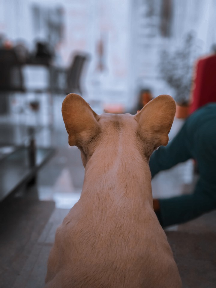 french bulldog