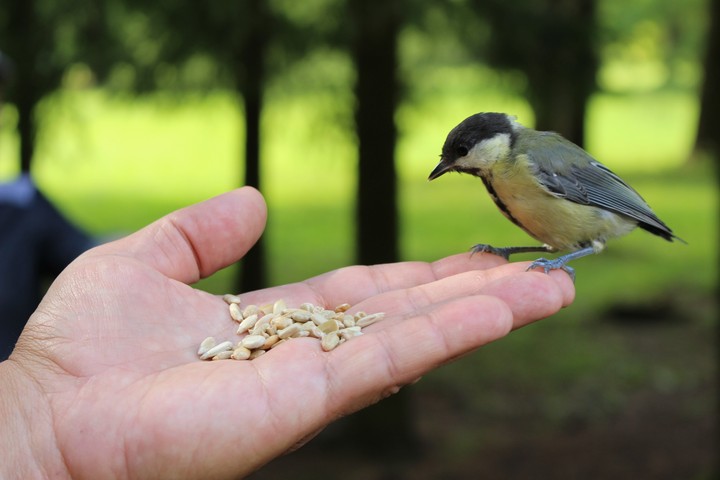 The bird