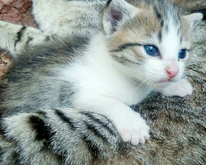 cutest kitten