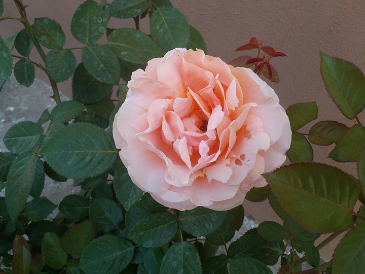 Soft orange