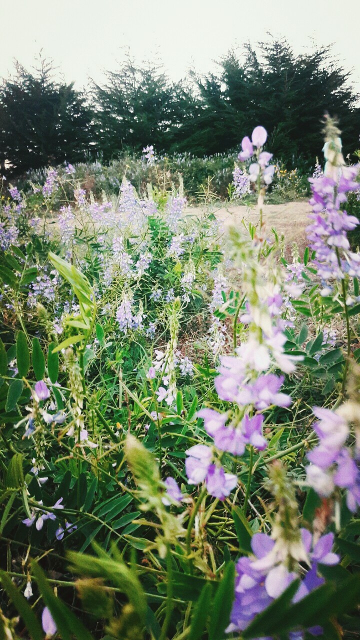 the flowers beauty