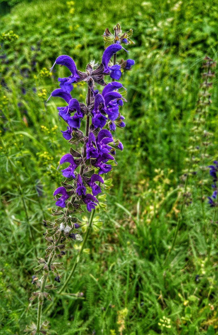 natura