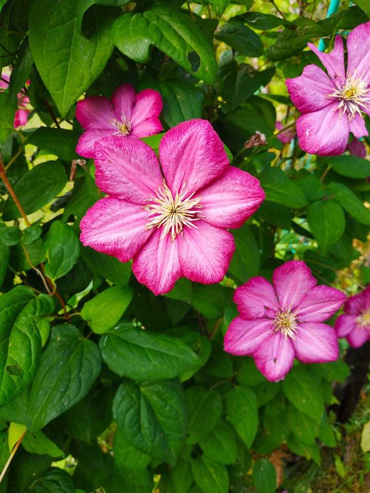 flower
