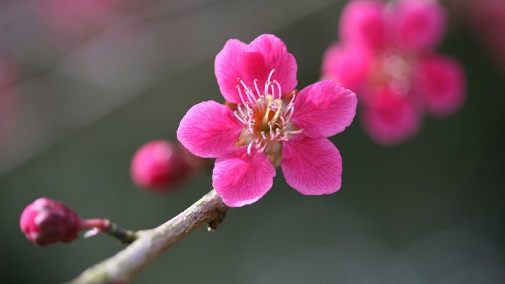 flower bloom