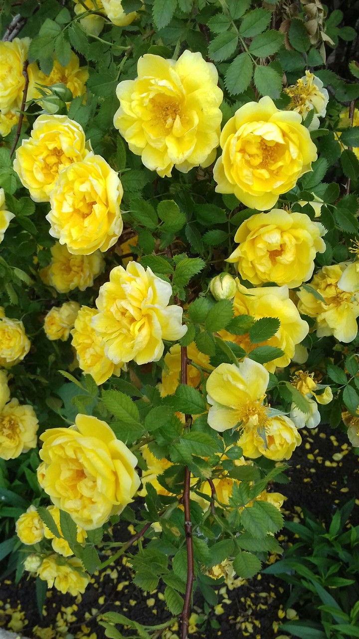 Yellow roses