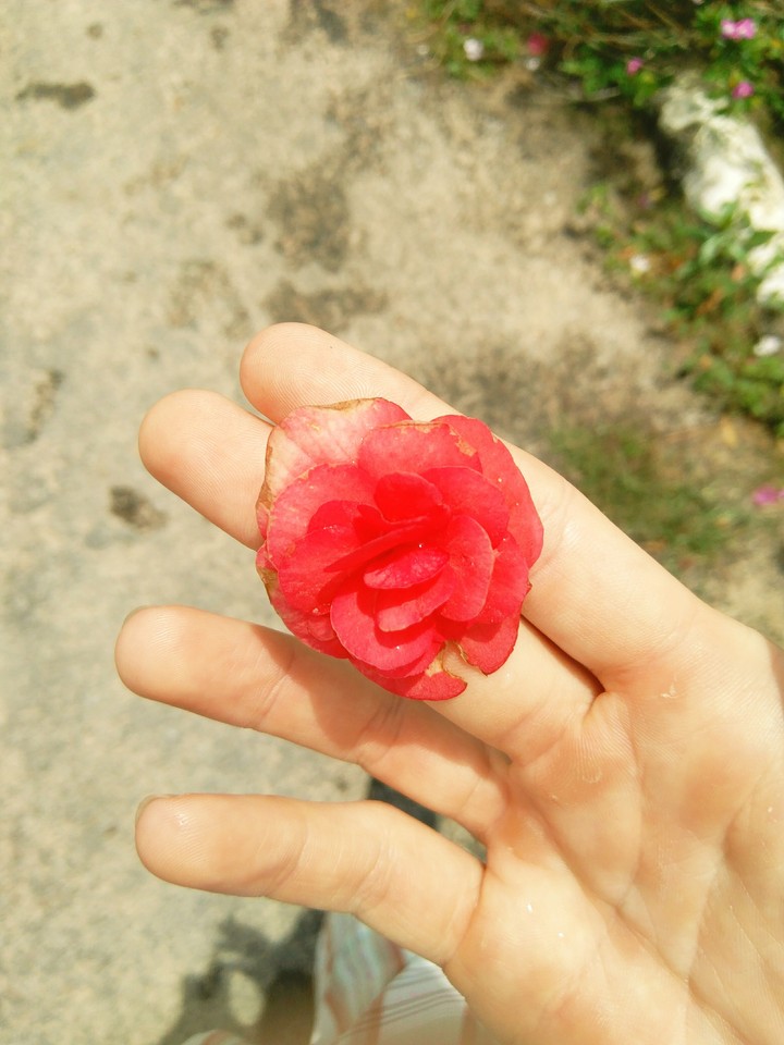 Flower.