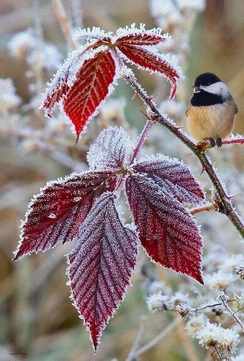 Зимние мотивы