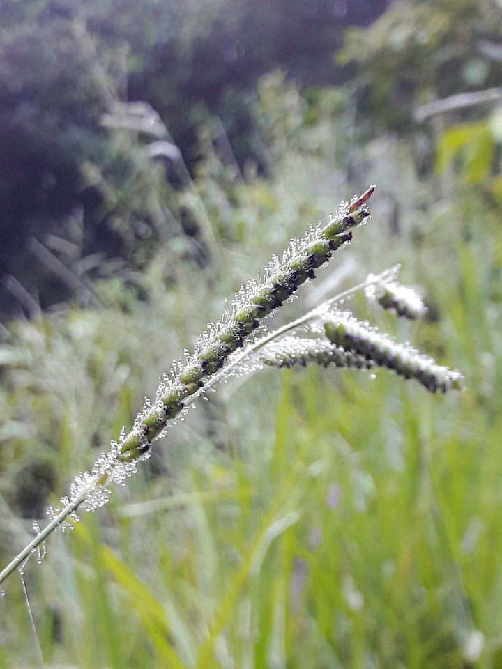 Dew