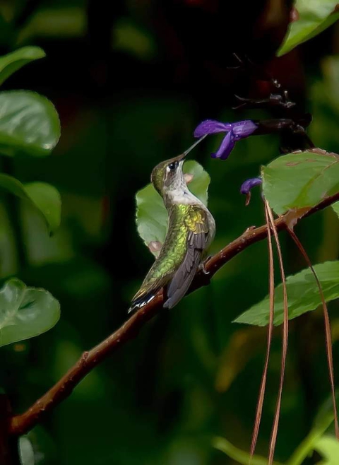 Bird