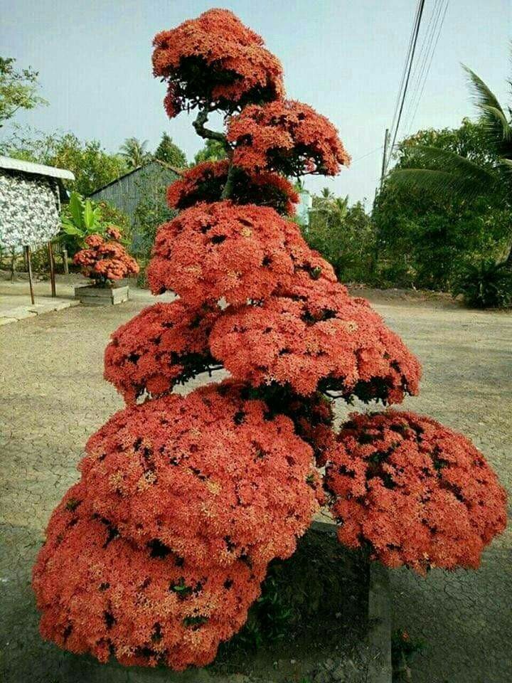 beautiful bonsai
