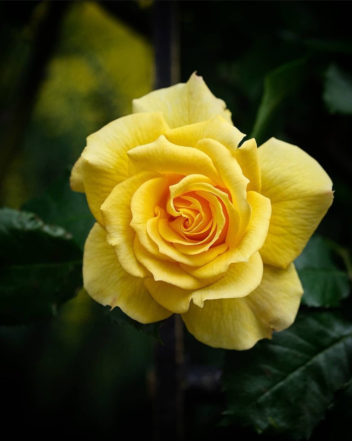 Yellow Rose