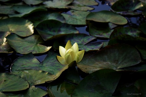 lotus