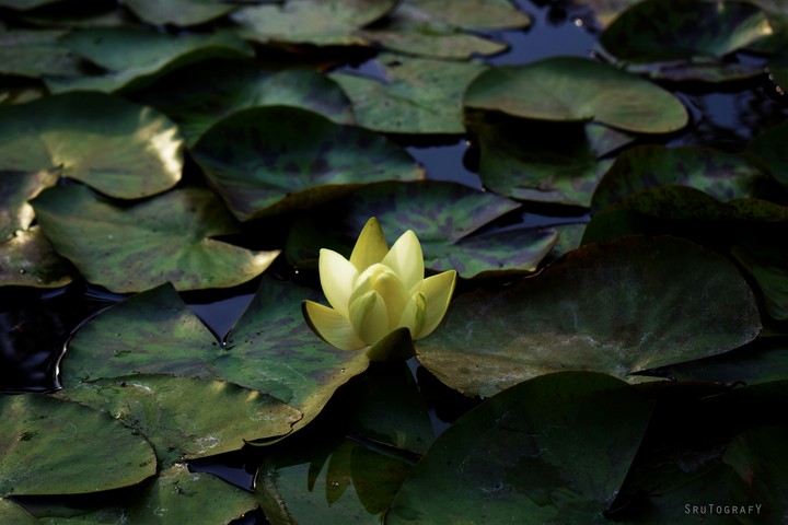 lotus