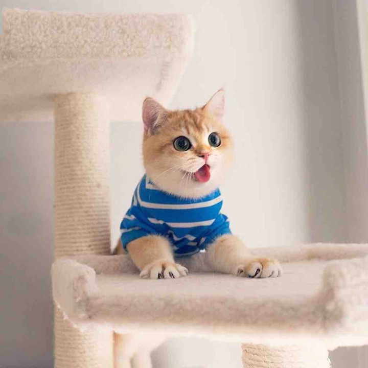 Animal - cat