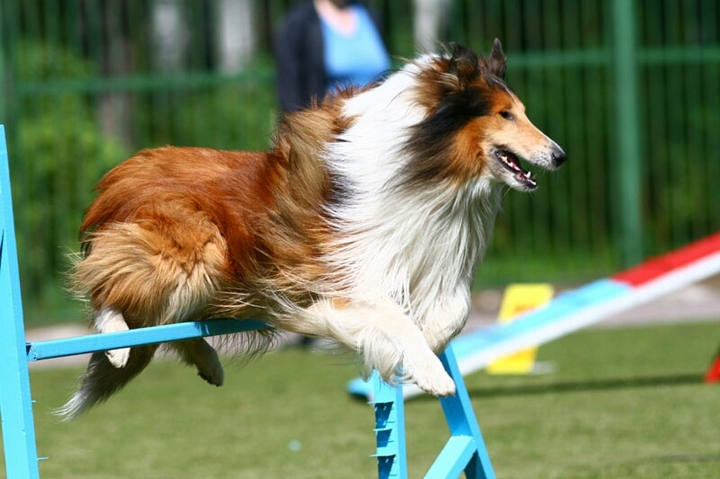 Колли