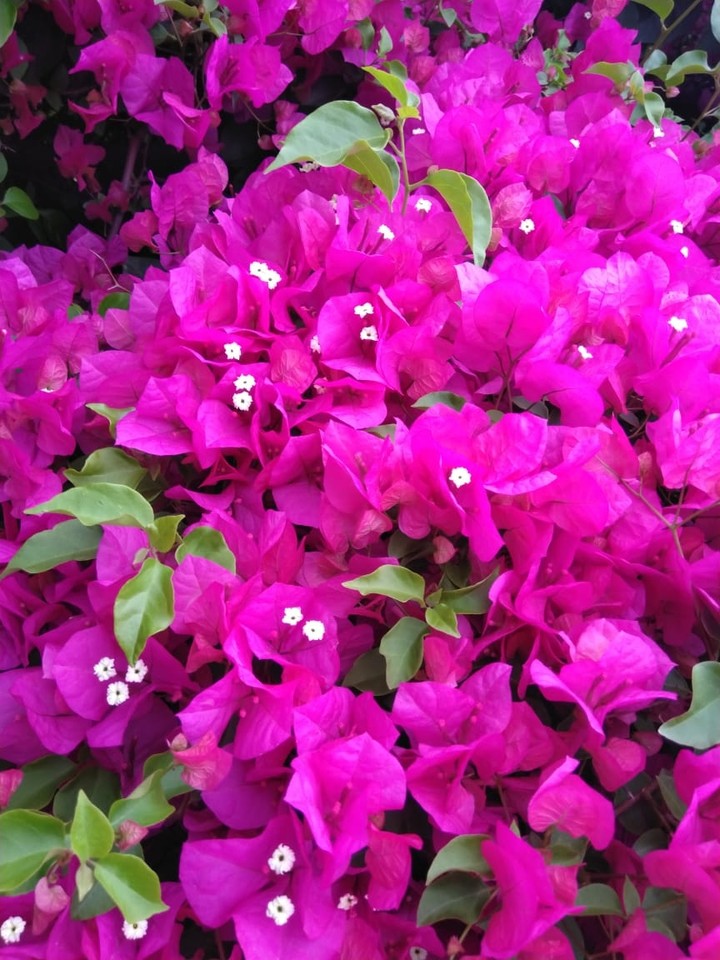 hot pink