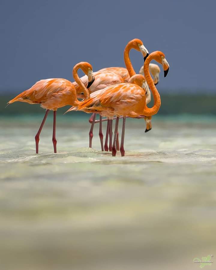 flamingooo