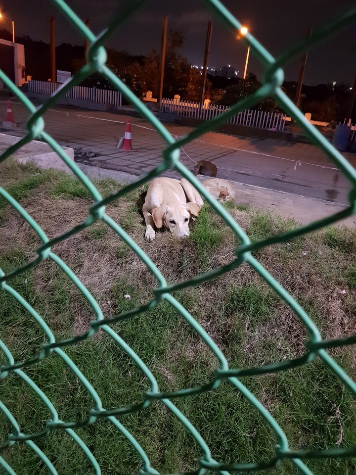 Doggy @ work place