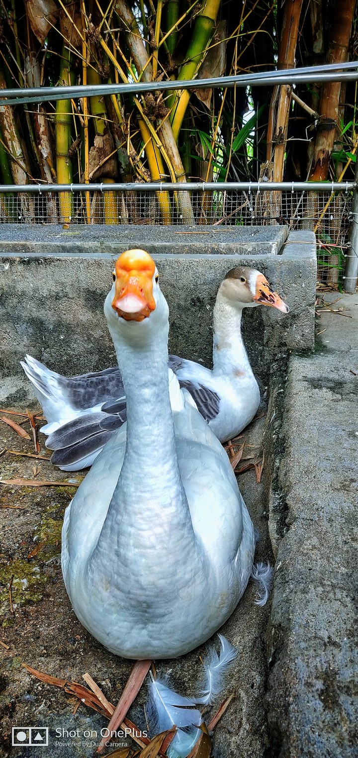 duck
