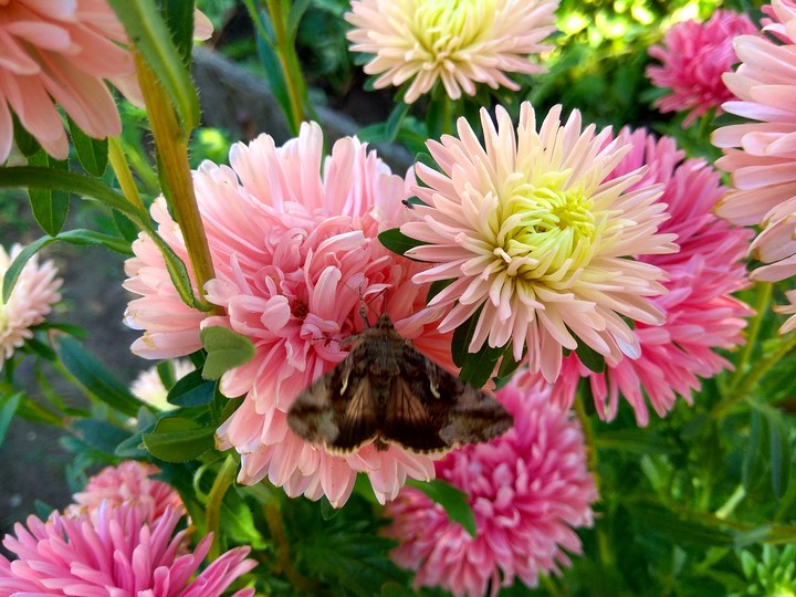 flower butterfly