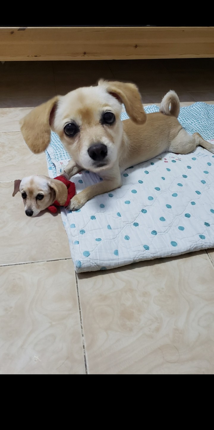 Dog