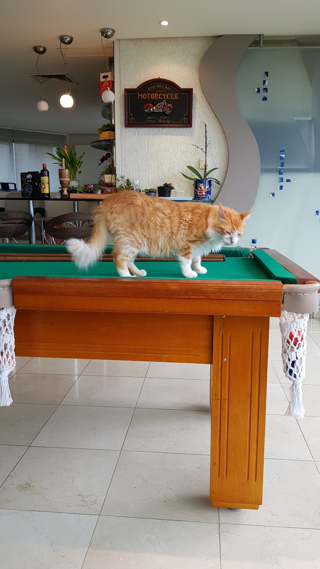 cat player